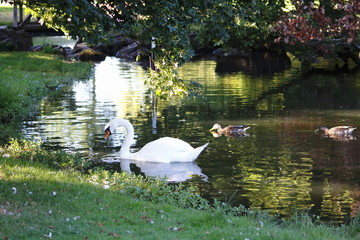 Schwan im Park