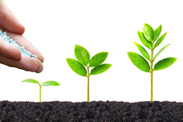 Agriculture. Hand of a farmer nurturing young baby plants growing in germination sequence on fertile soil with natural green background
