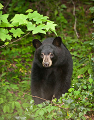 Obraz premium Black Bear in the woods in the Blue Ridge Mountains of North Carolina