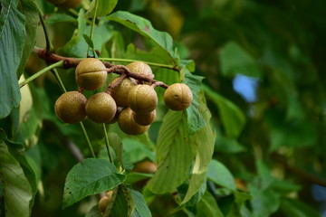 実りの秋　栃の実