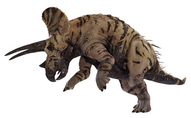 3D rendering of Triceratops ramming, isolated on white background. © Herschel Hoffmeyer