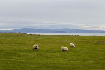 Sheep on Icelandic meadows