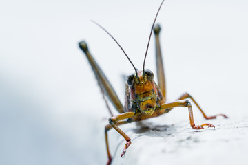 Giant tropical grasshopper