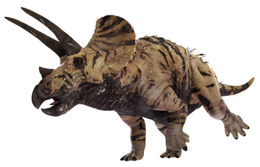 3D rendering of Triceratops on the move, isolated on white background.