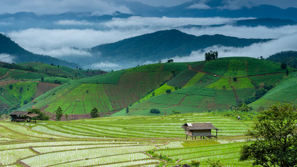 Naklejka premium rice terraces In the rural mountain