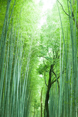 Fototapeta premium 嵯峨野の竹林 