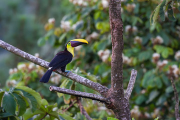 Chestnut mandibled toucan - Ramphastos ambiguus swainsonii
