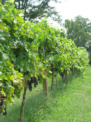 Fototapeta na wymiar Grapes on the Vine