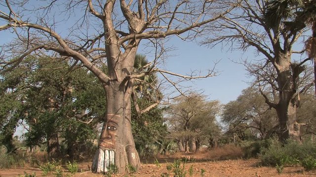 Baobab tree in Gambia painted by wide open walls