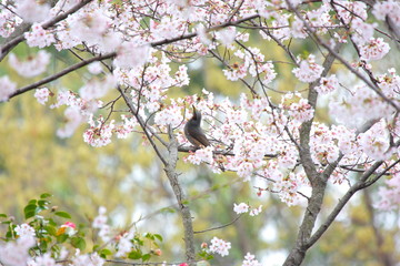 桜と小鳥
