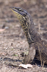 Sand goanna in  outback Queensland,Australia.