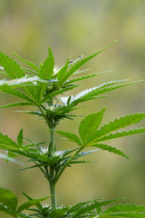 small cannabis plant