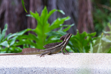 Male brown Basilisk lizard