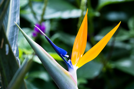 Bird Of Paradise Plant