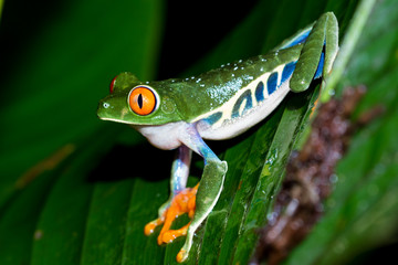 Red-Eyed Tree Frog - Agalychnis callidryas