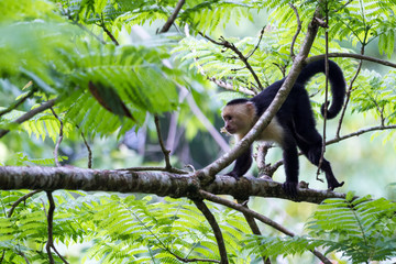 white faced or capuchin monkey