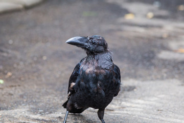 カラス