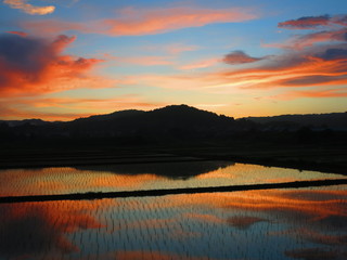 水田に映る夕焼け