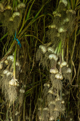 Garlic hanging