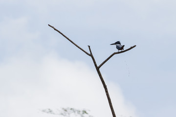 Amazon kingfisher (Chloroceryle amazona)