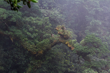 Fototapeta na wymiar cloud forest vegetation