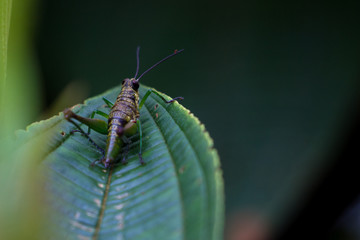 green cricket on a leaf
