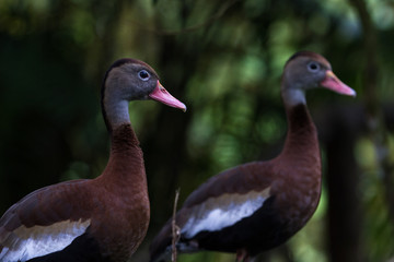 Black bellied whistling duck