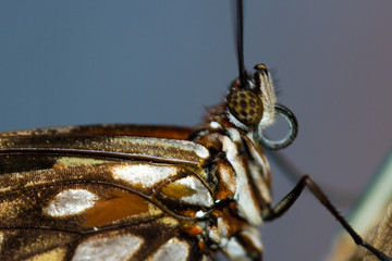 butterfly close up