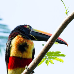 Fiery billed aracari - Pteroglossus frantzii.