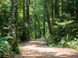 Walking trail in forest at Koh Kood