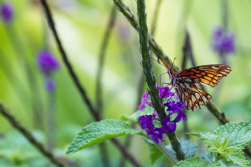 orange butterfly on porter weed