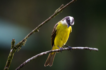 great kiskadee perched on a branch