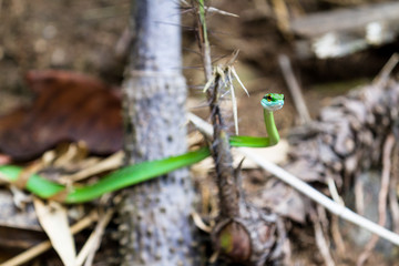 Leptophis ahaetulla or Parrot snake