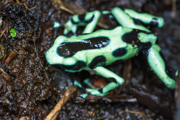 Poison Dart Frog - Dendrobatus auratus