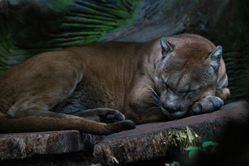 Cougar or mountain lion - puma concolor