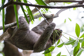 Obraz premium three toed sloth in Costa Rica