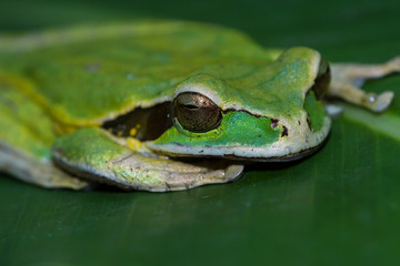 masked frog or masked rock frog Litoria personata