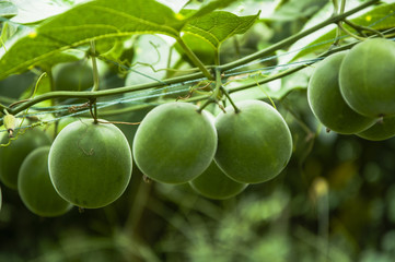 Momordica grosvenor fruits