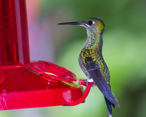 White-necked jacobin - Florisuga mellivora