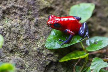 Blue jeans Frog or Strawberry Poison dart Frog - Dendrobates pum
