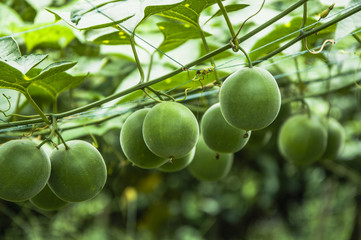 Momordica grosvenor fruits