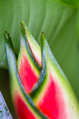 parrot flower - heliconia