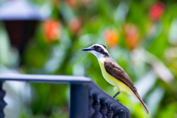 great kiskadee in Costa Rica