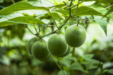 Momordica grosvenor fruits