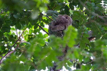 three toed sloth in Costa Rica