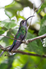 curved beak hummingbird