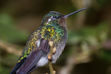 Black bellied hummingbird - Eupherusa nigriventris