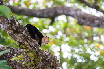 white faced or capuchin monkey