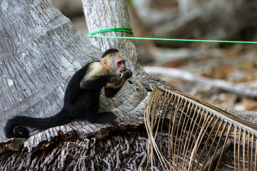 white faced or capuchin monkey