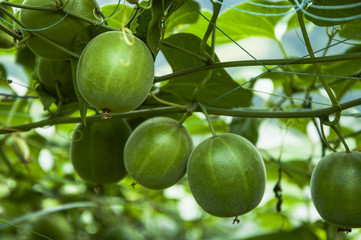 Momordica grosvenor fruits